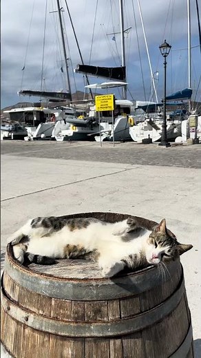Cats of Greece 🐈😻🤍