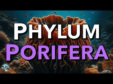 Phylum Porifera - Sponges/Sea Sponges