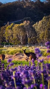 No, but seriously… We can’t get enough of the Jurlique biodynamic farm at this time of year! 🌸🌹🌼 With a technicolour carpet of lavender, roses, chamomile and sunflowers (among many other botanicals), Australia’s pioneers of conscious beauty grow their ingredients right here in the Adelaide Hills, making this a seed to skin journey like no other. Video: @fariz_zubaidi (via IG) | Visit Adelaide Hills