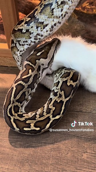 Fütterung Tigerpython „Eugine“ 🐍 #schlangenhaltung #python #exotenhaltung