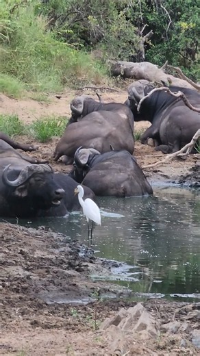 Egret Catches Fish Right in Front of Buffal