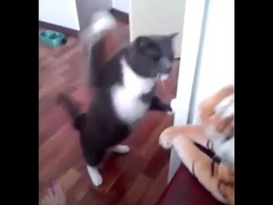 Funny Cat punching a toy tiger - HD