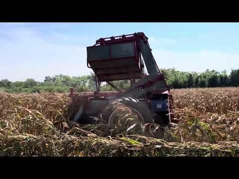 Farmall F-20 Picking Corn at 2023 Half Century of Progress Show