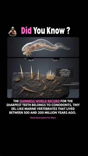 Gaurav ¶ Fact_Coach ¶ on Instagram: "The Guinness World Record for the sharpest teeth belongs to conodonts, tiny eel-like marine vertebrates that lived between 500 and 200 million years ago. While they lacked jaws, their mouth was filled with microscopic, tooth-like structures called "elements" that were far sharper than those of famous predators like the T. rex or the Megalodon. Key Facts About Conodont Teeth Microscopic Precision: The tips of these teeth were as narrow as 2 micrometres, which