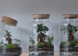 Terrarium : Guide complet pour un entretien facile et réussi