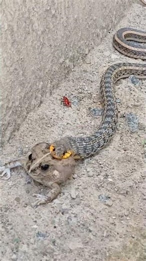 Snake Eating Frog in My Backyard 🐍🐸