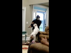 Dogo Argentino stops home invasion!!!