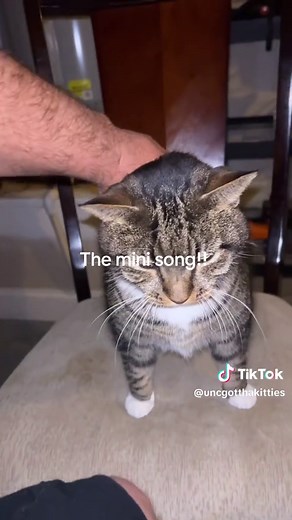 Cute Kitten Videos That Will Melt Your Heart