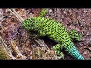 Emerald Swift or Spiny Green Lizard - A beautiful lizard feeding on ants, Sceloporus malachiticus