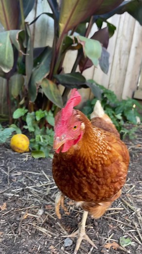 What to Feed Chickens | Ultimate Guide for Beginners