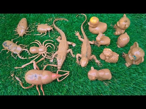 A Wild Adventure with Forest Animals, Busy Insects, and Amazing Zoo Friends