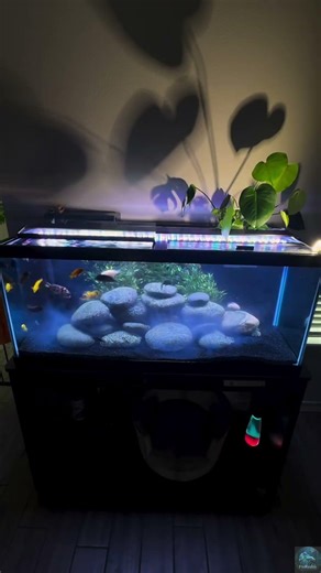 Simple fish tank cleaning process #aquarium #aquascapegallery #fish #fishtank #fishingvideo