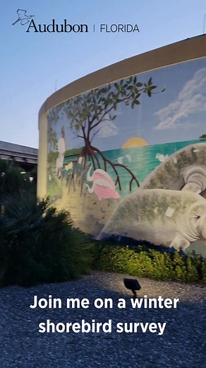 Curious what a day in the life of a Southwest Florida Coastal Biologist looks like? Our own Megan Hatten has you covered! | Audubon Florida