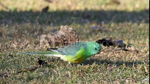 close view of a red-rumped parrot feeding on the ground at tamworth in nsw, australia