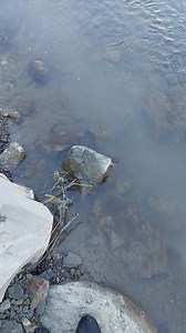 A small fossil fish vertebra in a huge concretion #fossils #fish | Mamlambo