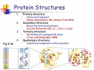 Protein Structures - SlideServe