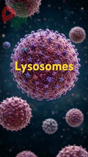 Lysosomes | The Cell’s Recycling Center | #science #cell