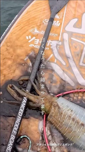イカの簡単な締め方 #釣り #fishing #エギング #アオリイカ #squid