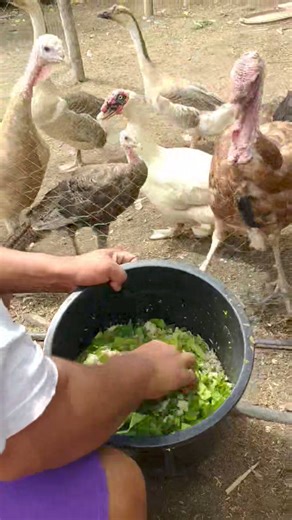 Bukod sa azolla plant may isang klase pa ng halaman na magandang alternatibong pakain sa HAYOP #alternative #feeding #poultryfarming | KaIsla Vlog Ph