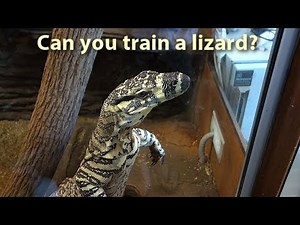 Can you train a lizard?
