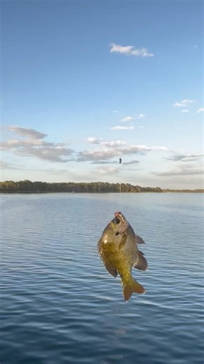 Caught it right after singing my Shell Cracker, Bluegill song. 😊