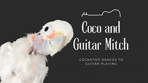 This was such a fun video. Who knew that Coco would enjoy the guitar playing. She was so cute that night ❤️🎸❤️ | Lucky Lou and Coco Too