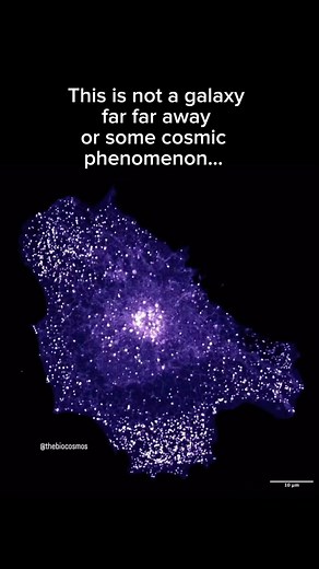 Dr Amād Khan | Neurosurgeon on Instagram: "Physics and the metaphysical. “Both astronomy and cell biology deal with huge numbers: our Milky Way contains several hundred billion stars, our bodies tens of trillions of cells.” Researchers at Cambridge used imaging techniques and algorithms that astronomers used for looking at photographs of galaxies forming, to look at pathology samples and help diagnose cancer. It turns out that cells and celestial bodies aren’t as different as we thought after al