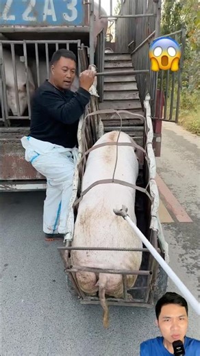 Using an electric stun gun to herd pigs onto the truck #animals #pig #pigfeed