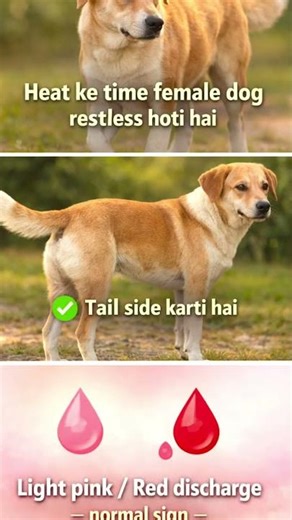 Female Dog First Heat: Sahi Umr aur Mating ki Jankari 🐕#petcareprovider #doglife