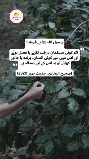 Planting a Tree Is Sadaqah 🌿🍇 Beautiful Hadith of Prophet Muhammad ﷺ | Islam & Environment #planting