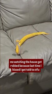 My Ball Python gets her REVENGE🐍😂