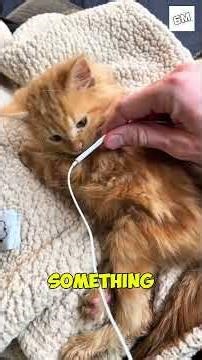 Cats Are Built Different and Science Explains Why.