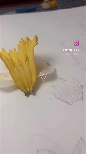 Botanical Dissection short/ How to do botanical study_ Daffodil flower
