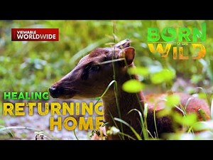 Visayan Spotted Deer & Negros Bleeding-Heart Pigeon, nanganganib na ang bilang | Born to Be Wild