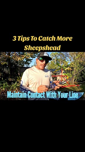 3 tips to catch more sheepshead. The combination of these 3 tips will up your catch numbers significantly. Good luck and tight lines. | Will Niemann