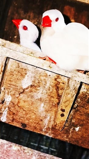 baby bird at Home 🐦