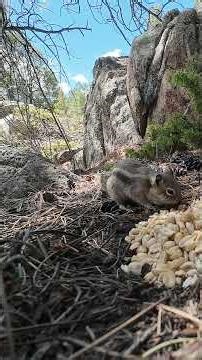 Sharing is Hard: A Squirrel and Chipmunk Meeting