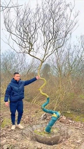Living Art: How Farmers Shape Trees into Unique Decorations 👀