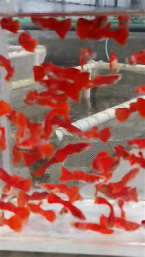 1.2K views · 21 reactions | ♦️Albino Full Red Guppy ❤️ ♦️Rajshahi - 01712866733 | RS Color Fish Farm | Facebook