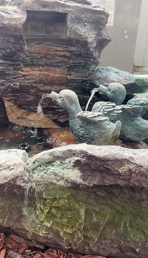 Duck Fountain 🦆