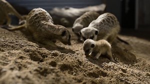 3.6K views · 95 reactions | These newborn meerkats are adorable!  Credit: Symbio Wildlife Park via Storyful | The Manly Daily | Facebook