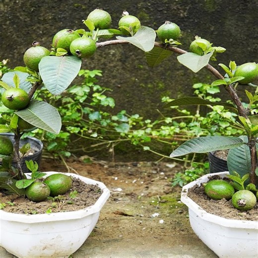 The Secret To Growing Guava Quickly And Yielding Lots Of Fruit | Balcony & Garden