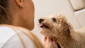 Mein Hund springt jeden an – wie gewöhne ich ihm das ab?