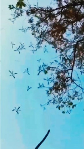 Maple seed dispersal by wind 🍃 #grade5 #education #science #nature