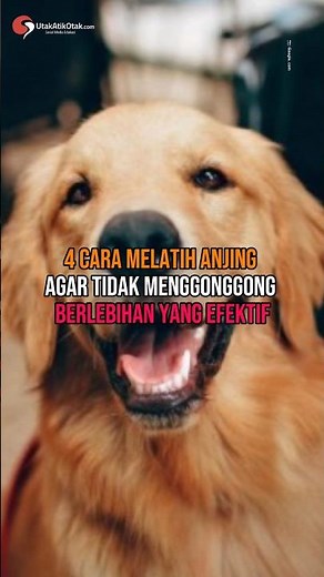 4 Cara Melatih Anjing agar Tidak Menggonggong Berlebihan yang Efektif #shorts #cara #melatih #anjing