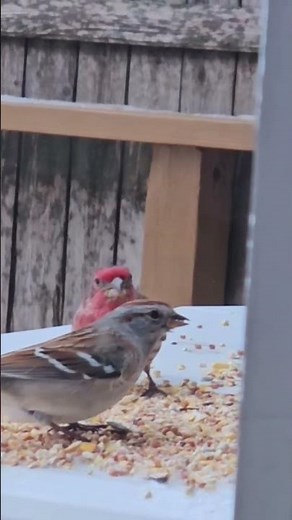 house finch vsctree sparrow