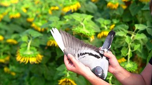 Today is Sunday, another auction day @ PIPA. PIPA organises every weekend special auctions. Our philosophy is to bring pigeons that are unique, exclusive, but above all, top quality! Pigeons that make people win in the most prestigious races around the world. The number of references that we have received over the years from people who succeeded with pigeons bought on PIPA is enormous and that makes us proud. 🥰 We are also proud and honoured that one of the most influential business men in the 