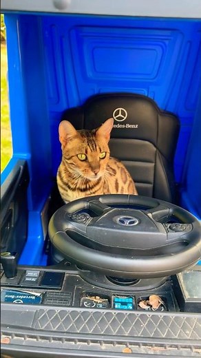 🐱🚚 Cat in the Truck Thinking to Drive! | Funny Pet Moments