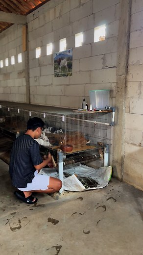 Simple 🙂 #rabbit #farmersmarket #farmfresh #rabbitlove #farming #animals #animalcare #kelinci #petsearch #petcare | Rizki Santosa