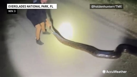 Second biggest python caught in Florida